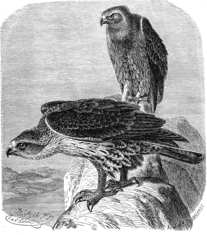 Bird