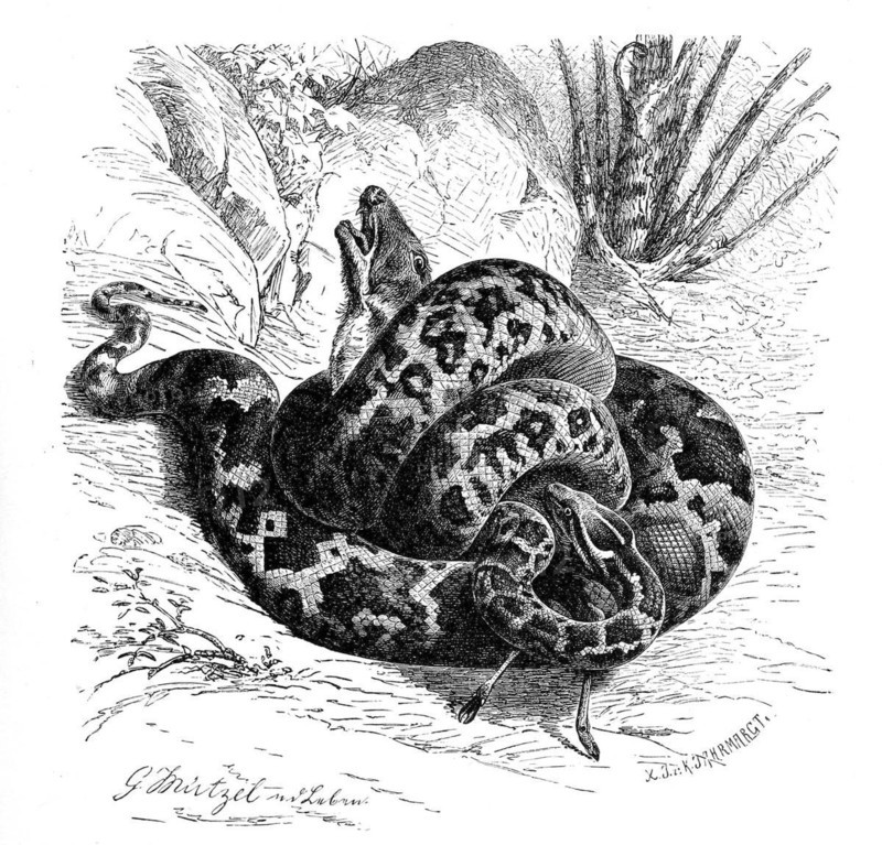 Reptiles
