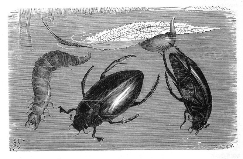 Insects