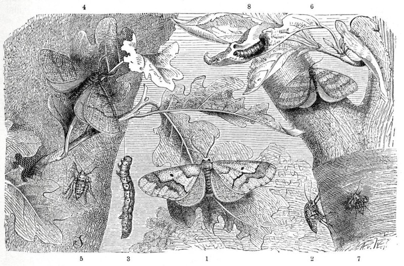 Insects