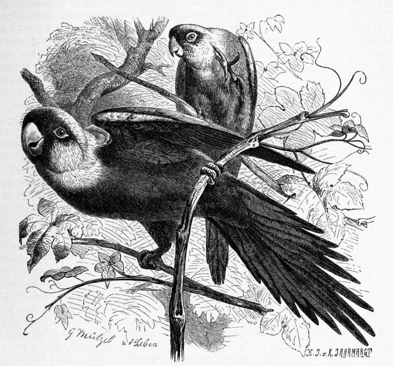 Bird