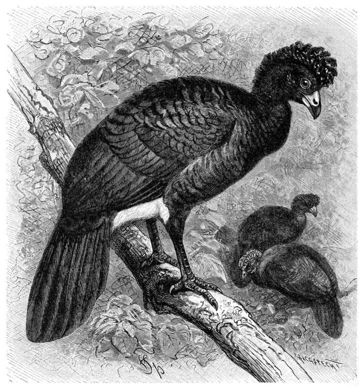 Bird
