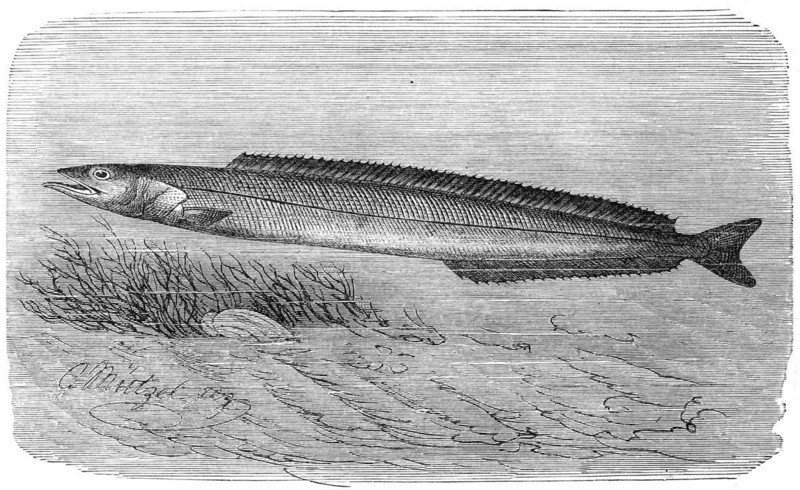 Fish