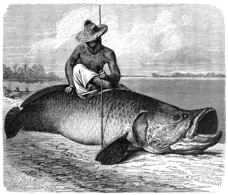 Fish