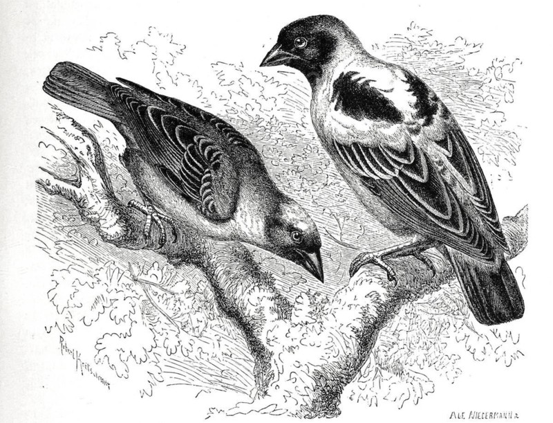 Bird