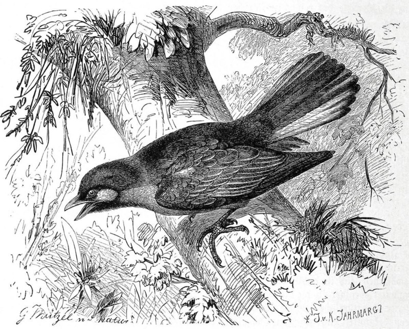 Bird