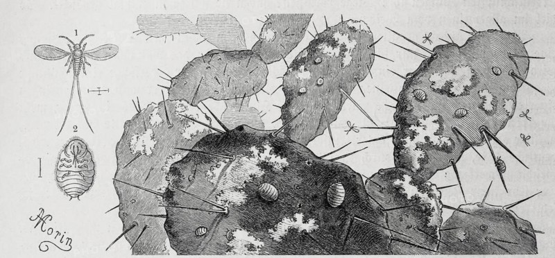 Insects