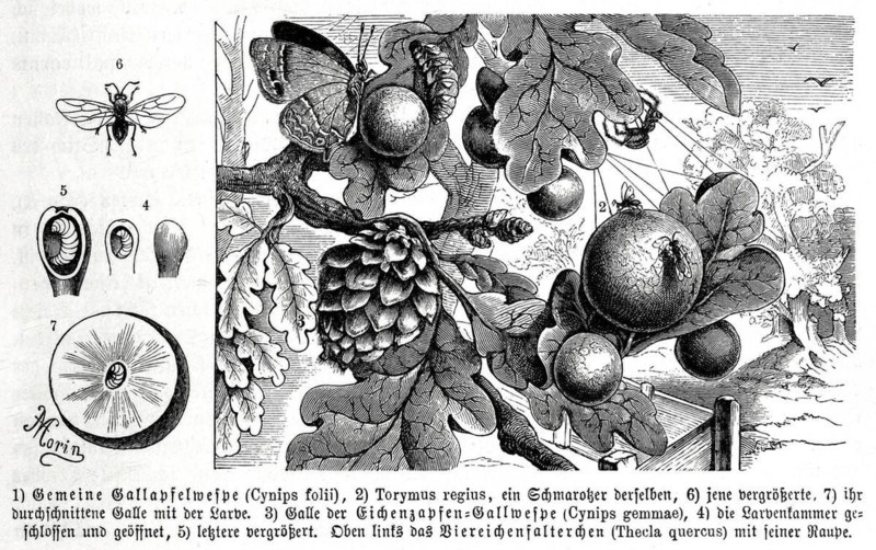 Insects