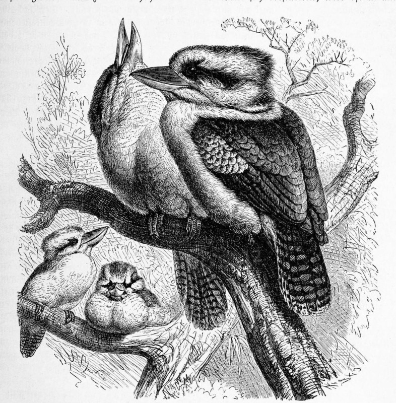 Bird
