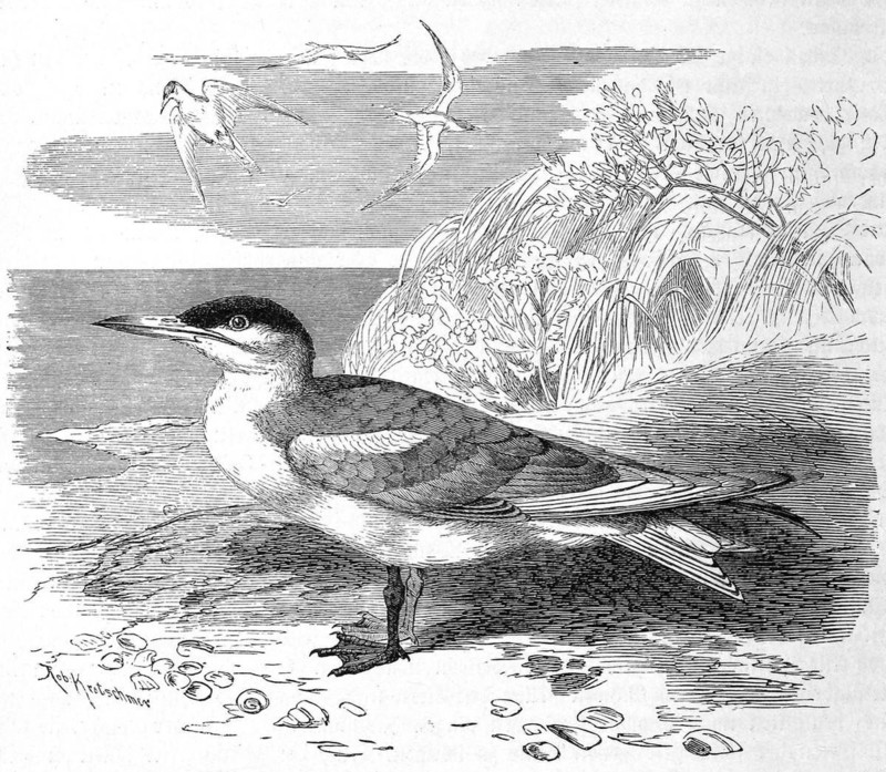 Bird