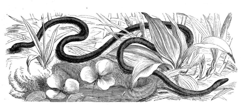 Reptiles
