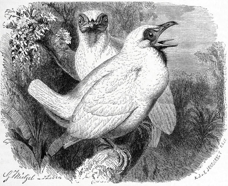 Bird