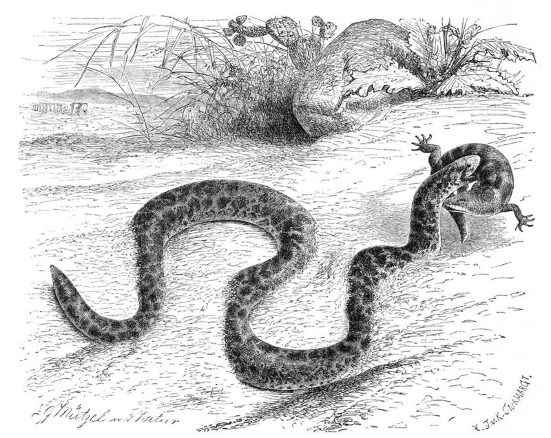Reptiles
