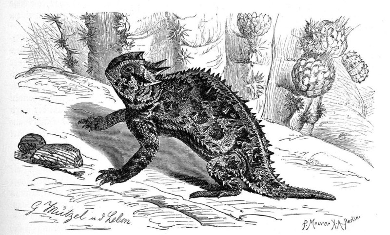 Horned lizard