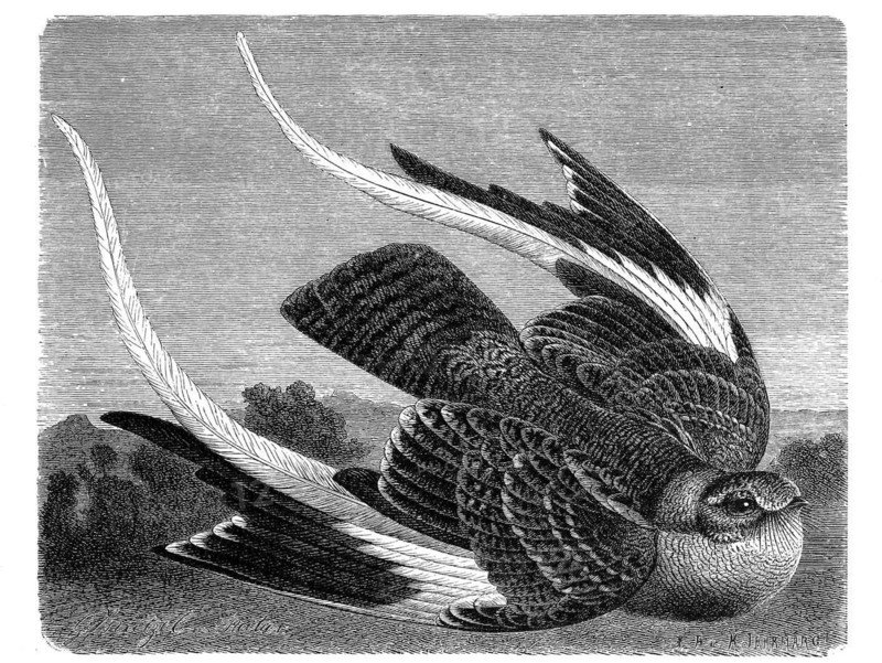 Bird