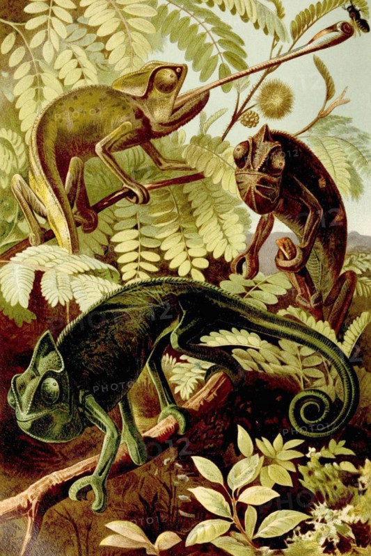 Chameleon