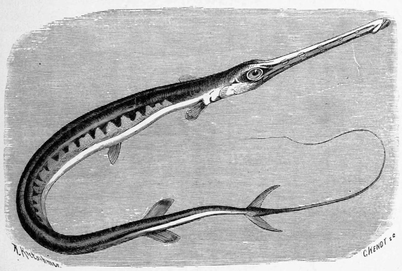 Fish