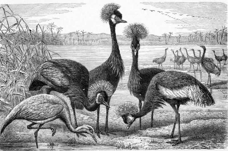 Bird