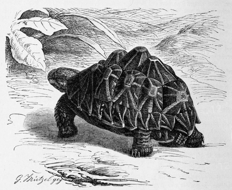 Reptiles