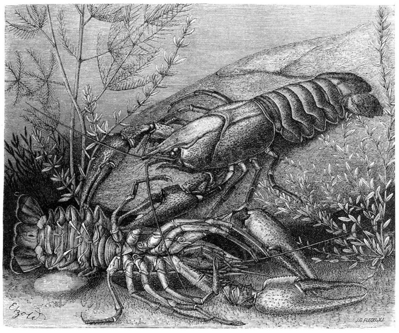 Common crayfish