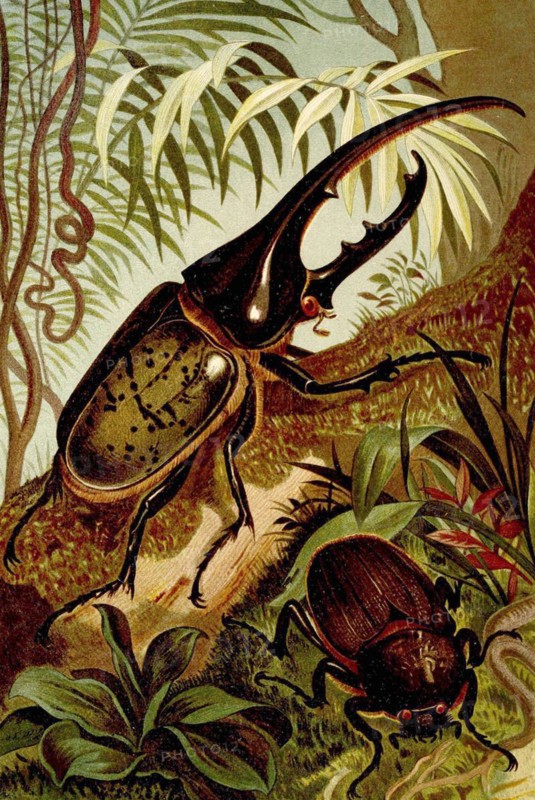Insects