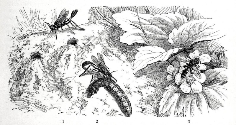 Insects