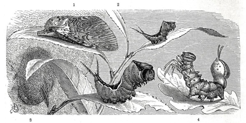 Insects