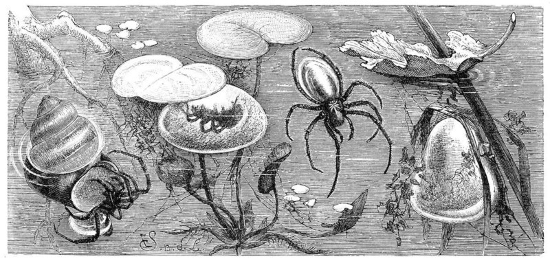 Insects