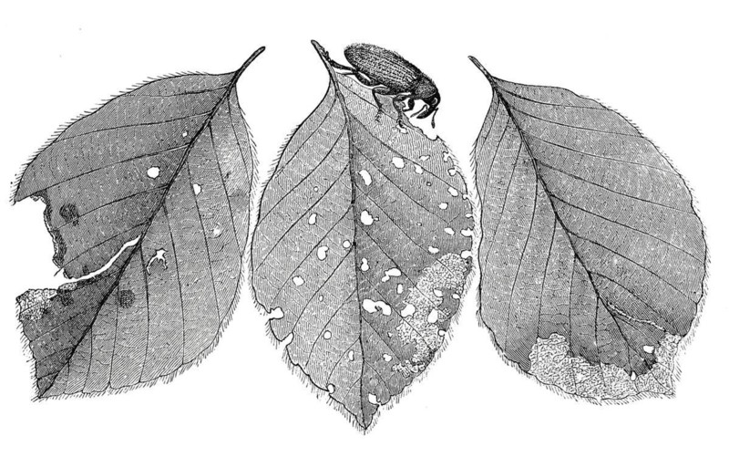 Insects