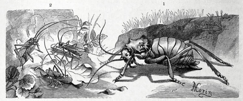 Insects