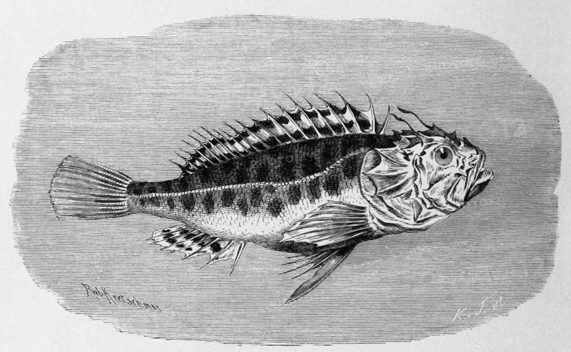 Fish