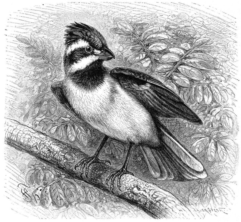 Bird