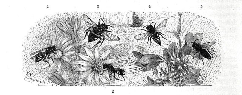 Insects