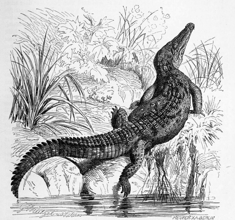 Reptiles