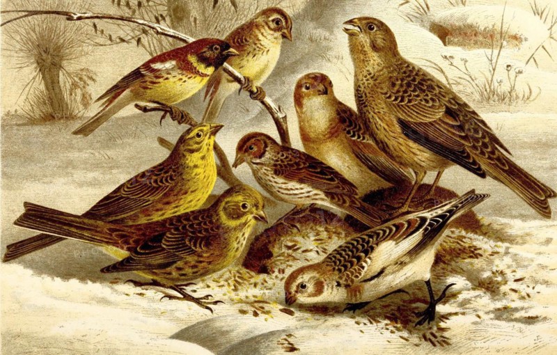 Bird