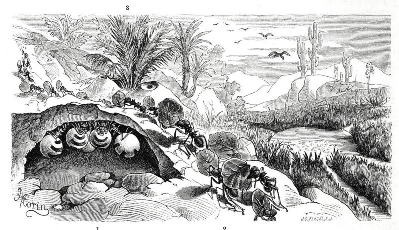 Insects