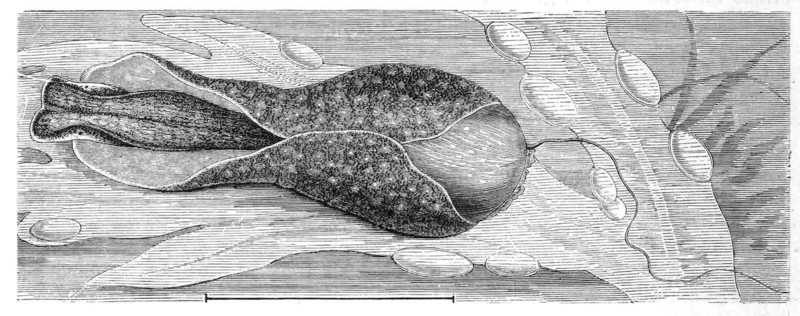 Common spherical snail