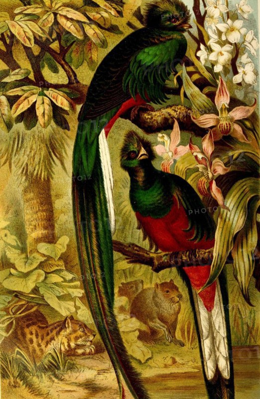 Bird