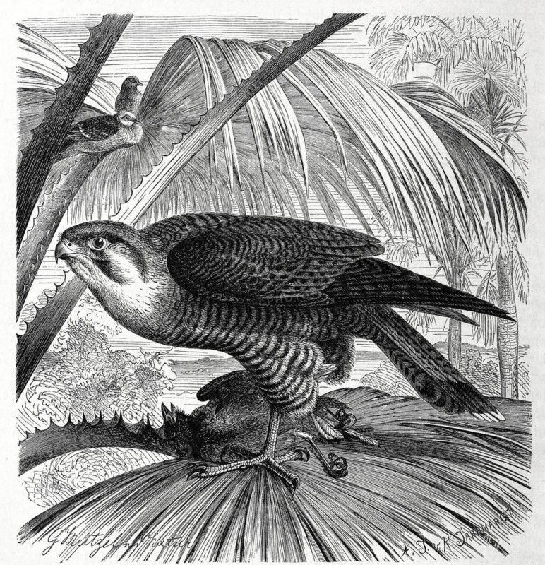 Bird