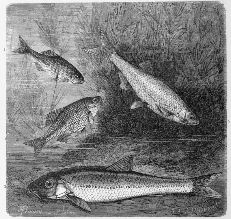 Fish