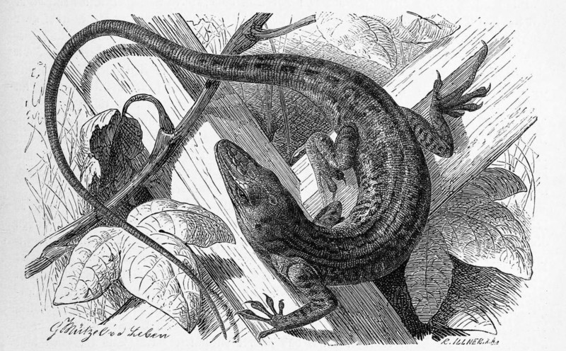 Red-throated anole