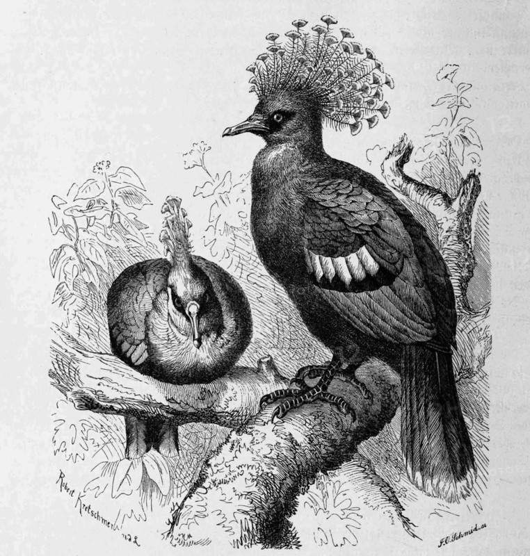 Bird