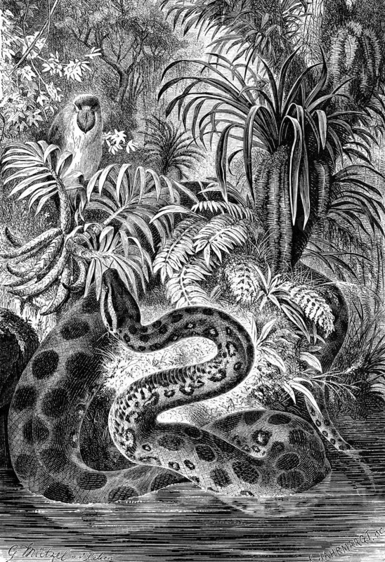 Reptiles