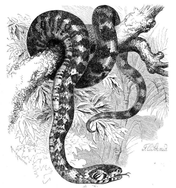 Reptiles