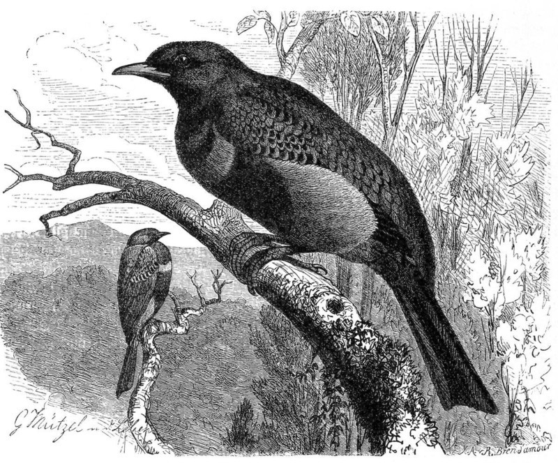 Bird