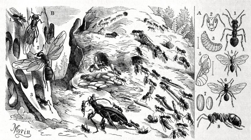 Insects