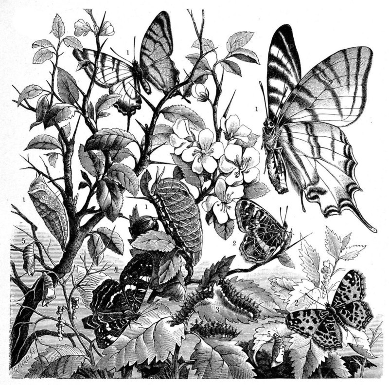 Insects