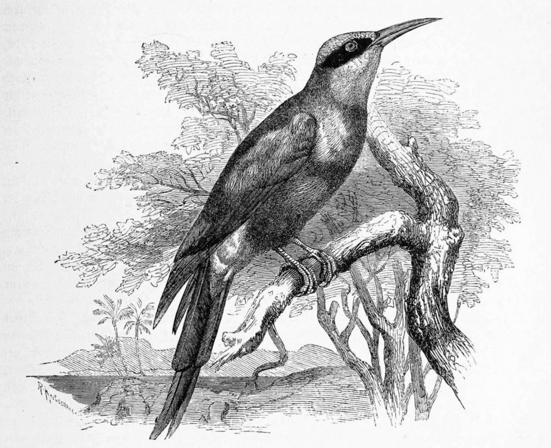 Bird