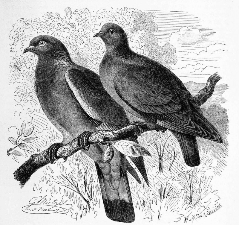 Bird