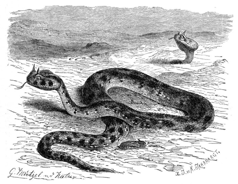 Reptiles